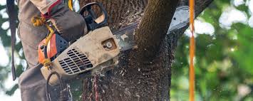 Best Tree Health Inspection  in Cadott, WI