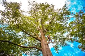 Best Tree Disease Treatment  in Cadott, WI