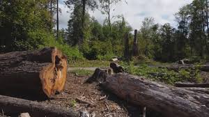 Best Tree Maintenance Programs  in Cadott, WI