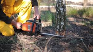 Best Stump Grinding and Removal  in Cadott, WI