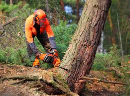 Best Seasonal Cleanup (Spring/Fall)  in Cadott, WI