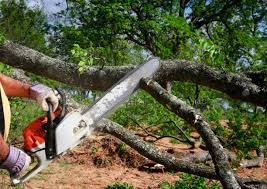 Best Tree Cabling and Bracing  in Cadott, WI
