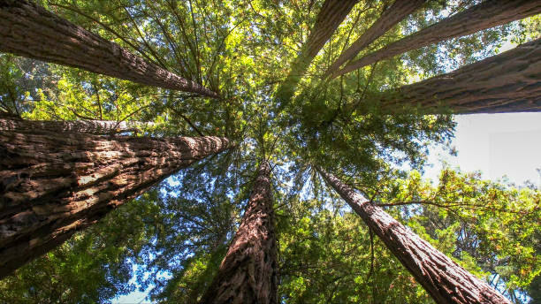 Best Tree and Shrub Care  in Cadott, WI