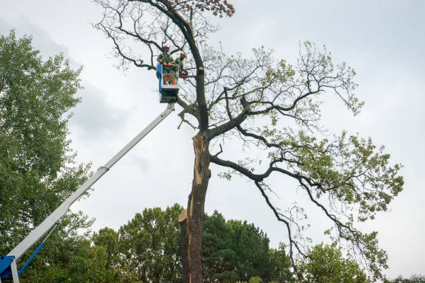 How Our Tree Care Process Works  in  Cadott, WI