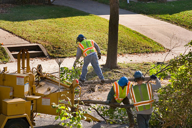 Professional Tree Services in Cadott, WI