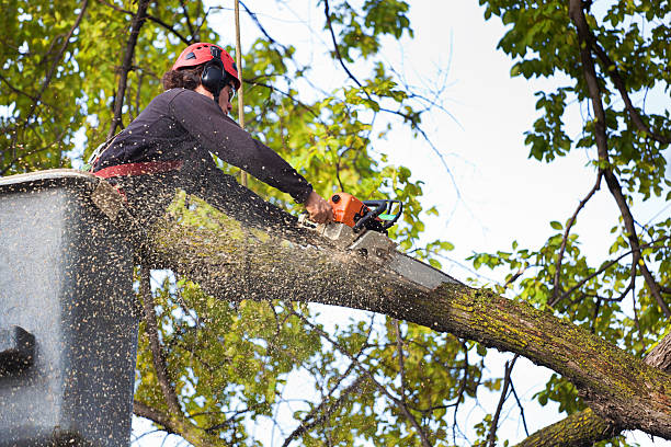 Best Emergency Tree Removal  in Cadott, WI